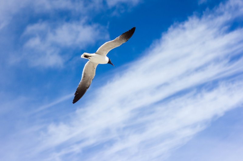 Avifauna valli di Comacchio