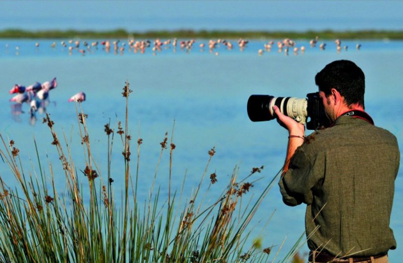 Birdwatching valli di Comacchio