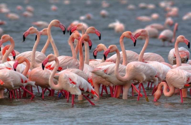 Comacchio, fenicotteri rosa