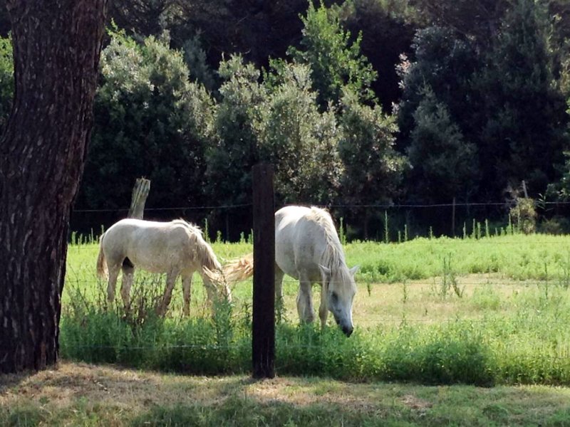 Cavalli del Delta maneggio Lidi Ferraresi